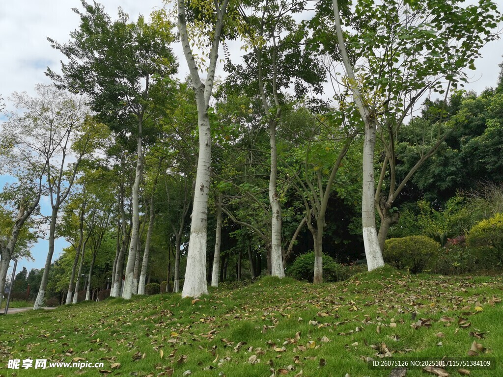 林间草地树木风景图