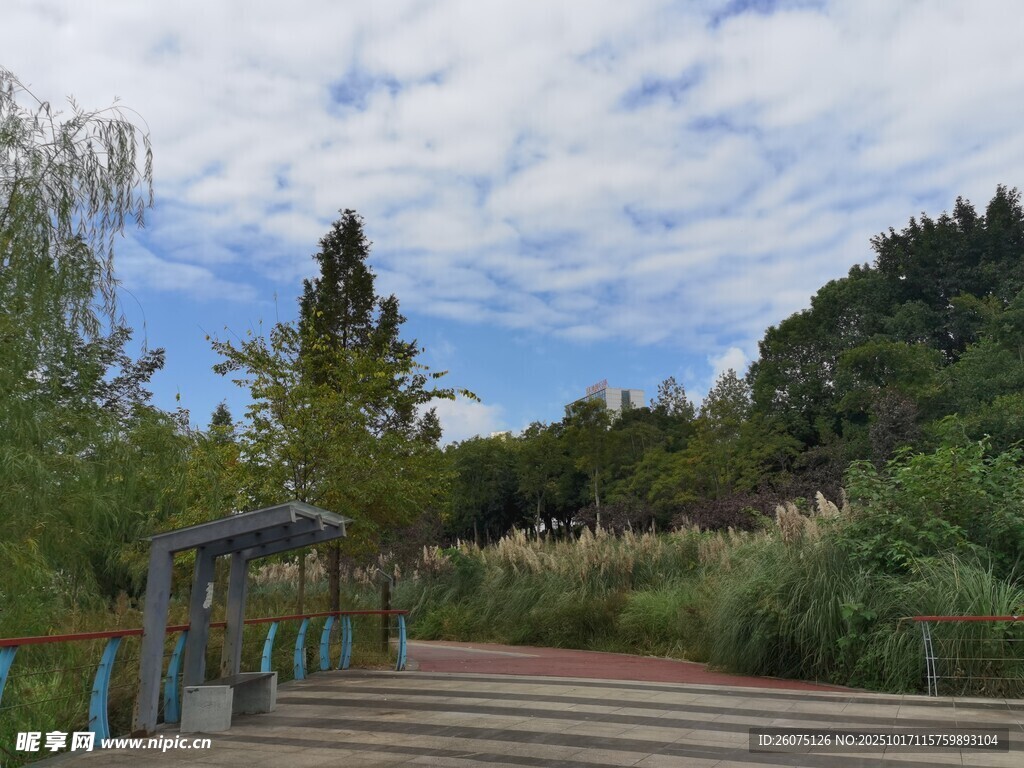 湖畔木桥边的自然景致