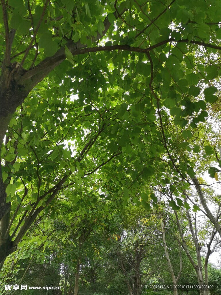 绿荫繁茂的林间景象