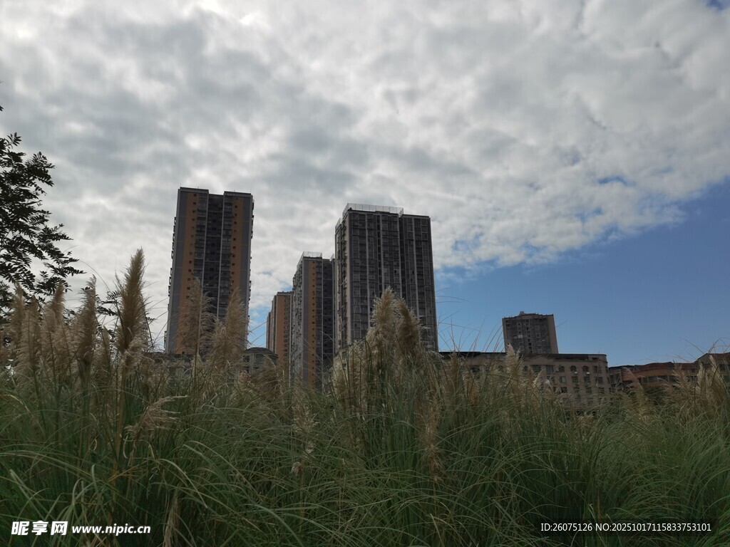 草地后的城市高楼景观