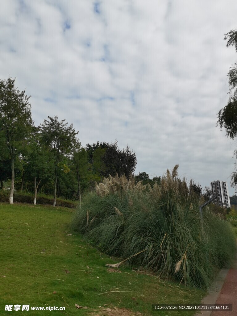 公园草地旁的绿植景观