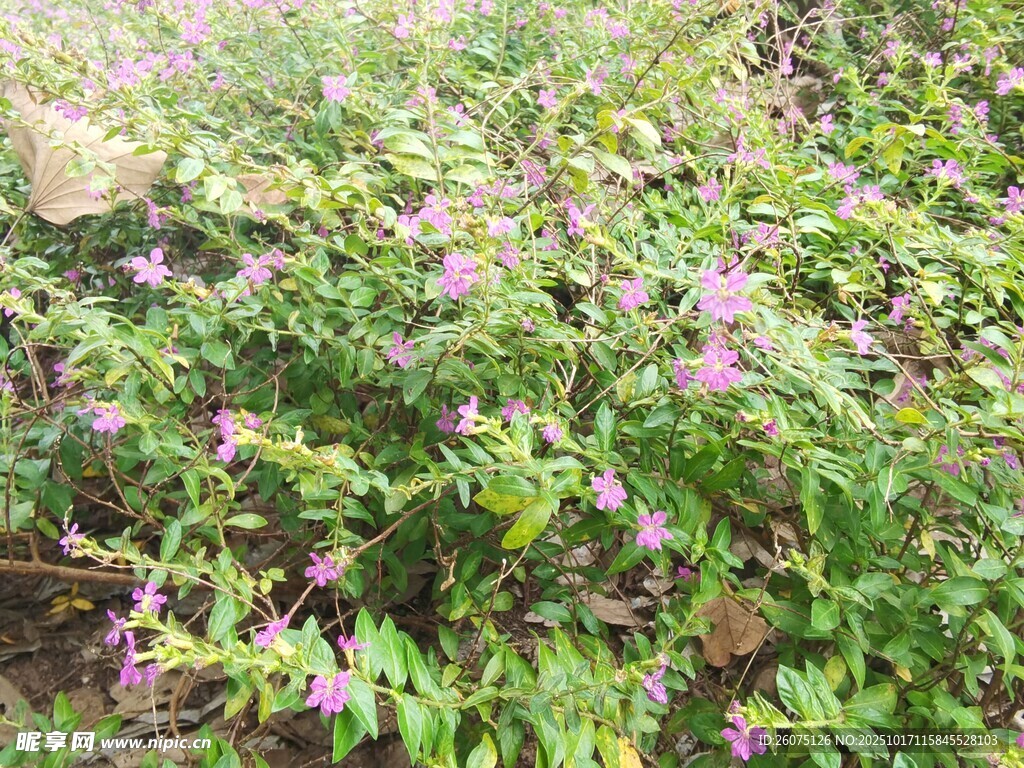 紫色小花盛开的繁茂植物