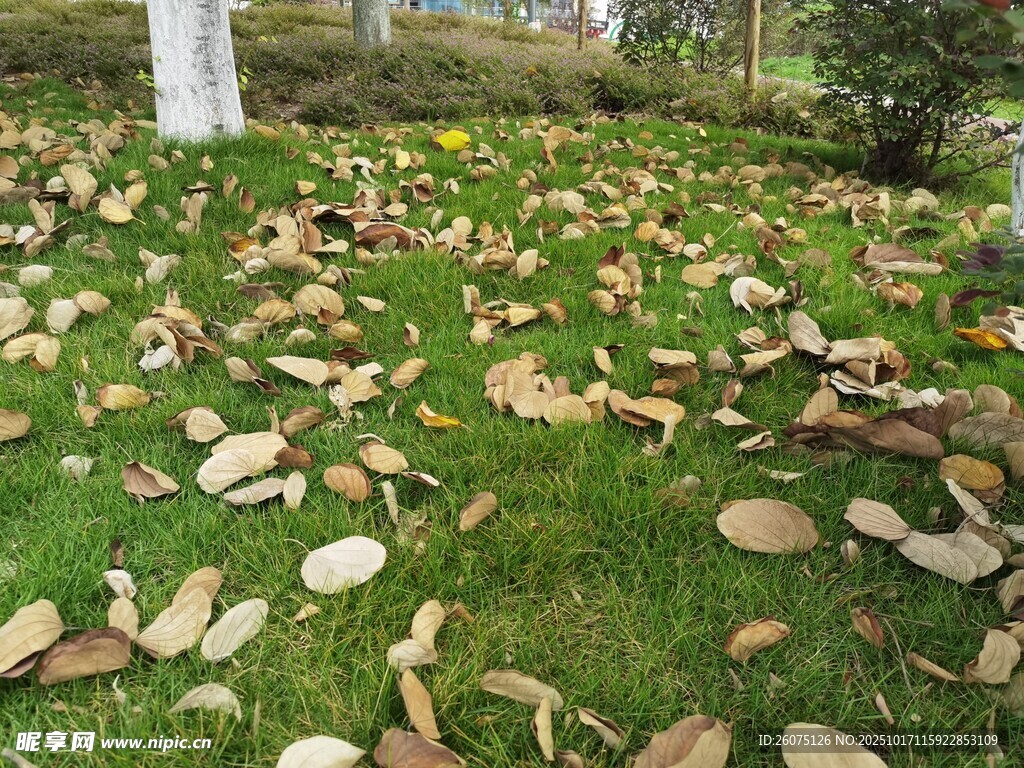 草地落叶美景