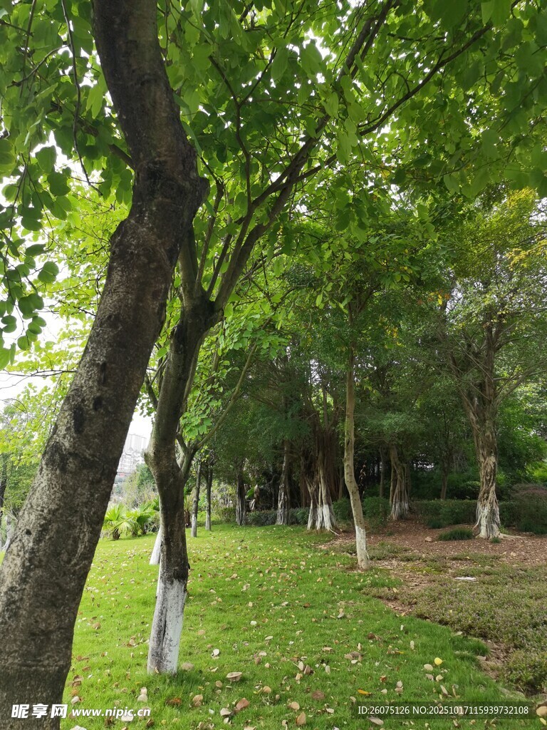 绿荫环绕的静谧公园小径