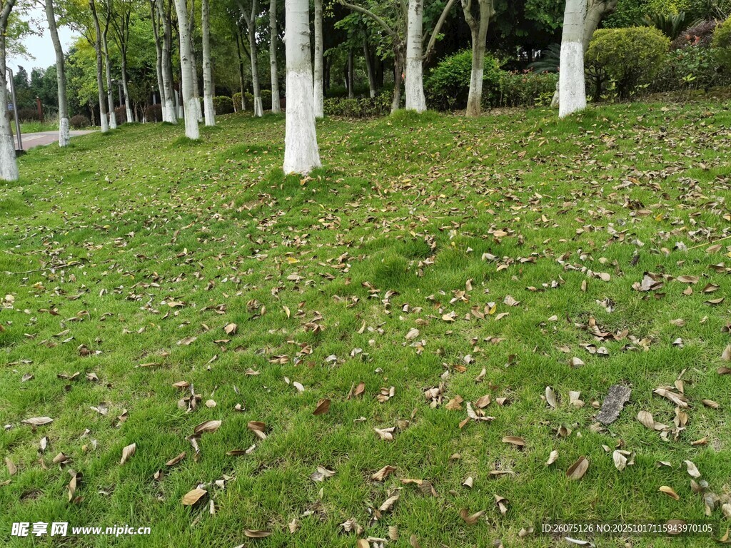 林间草地落叶点缀绿意