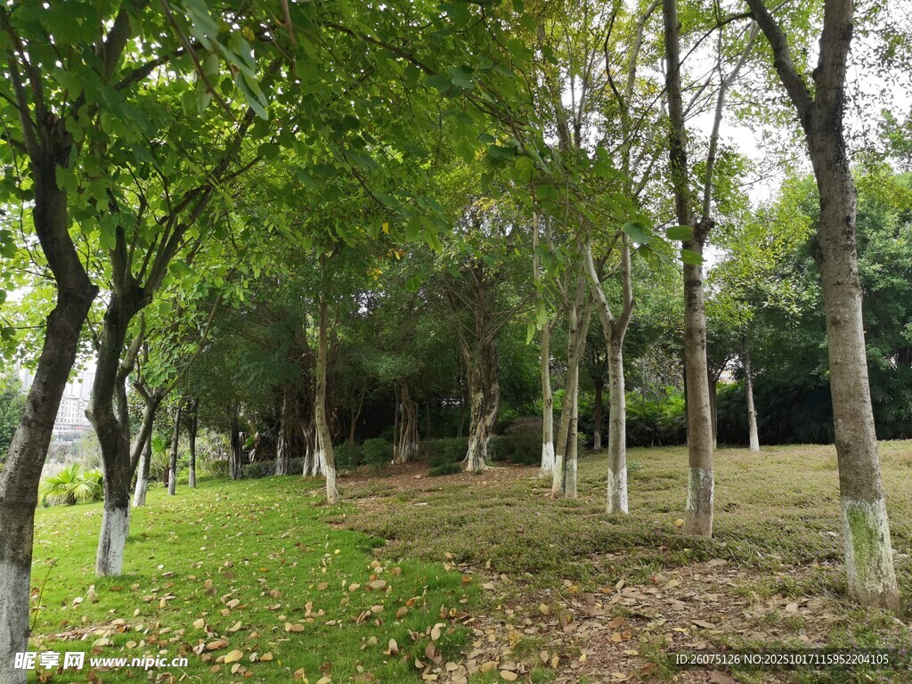 林间绿意盎然的静谧小道