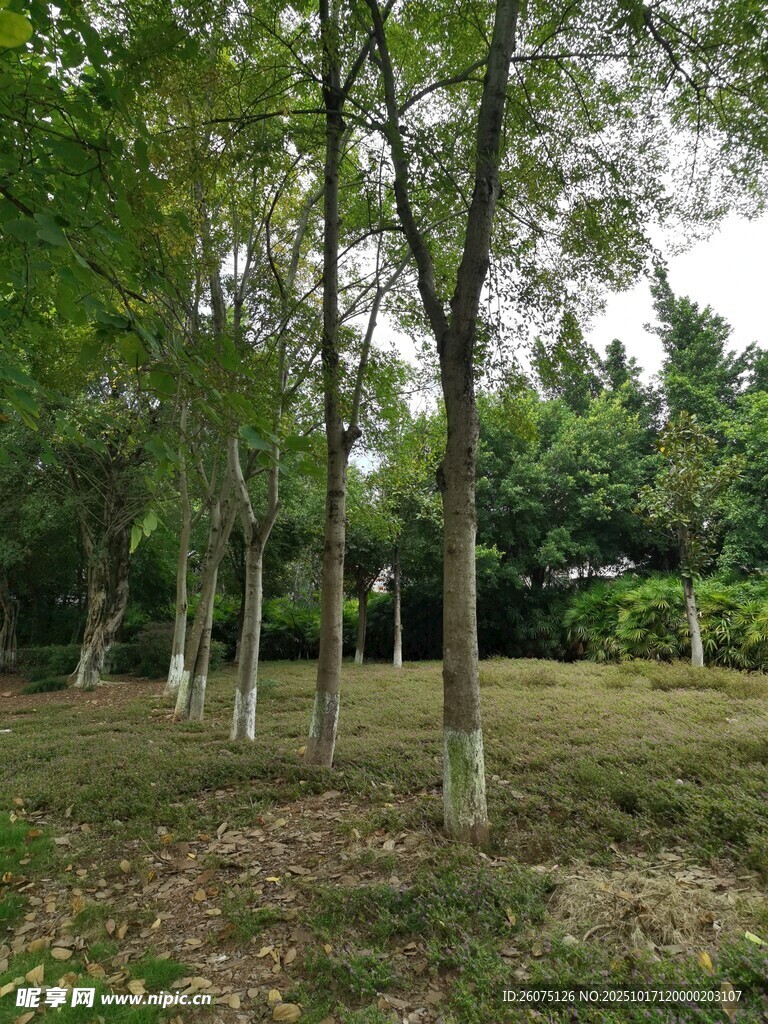 林间草地树木葱郁之景