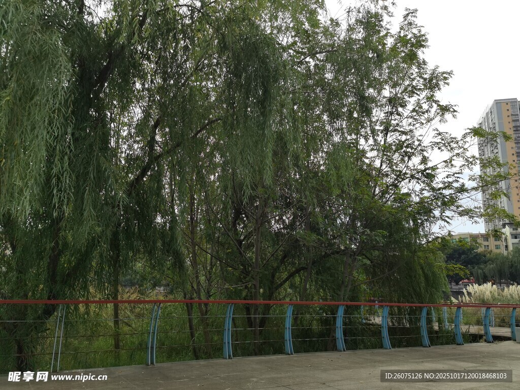 路边垂柳与围栏景致