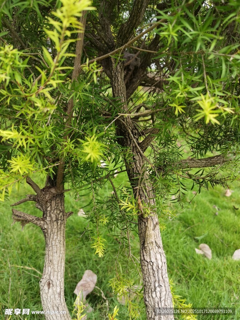两棵绿树挺立在草地间