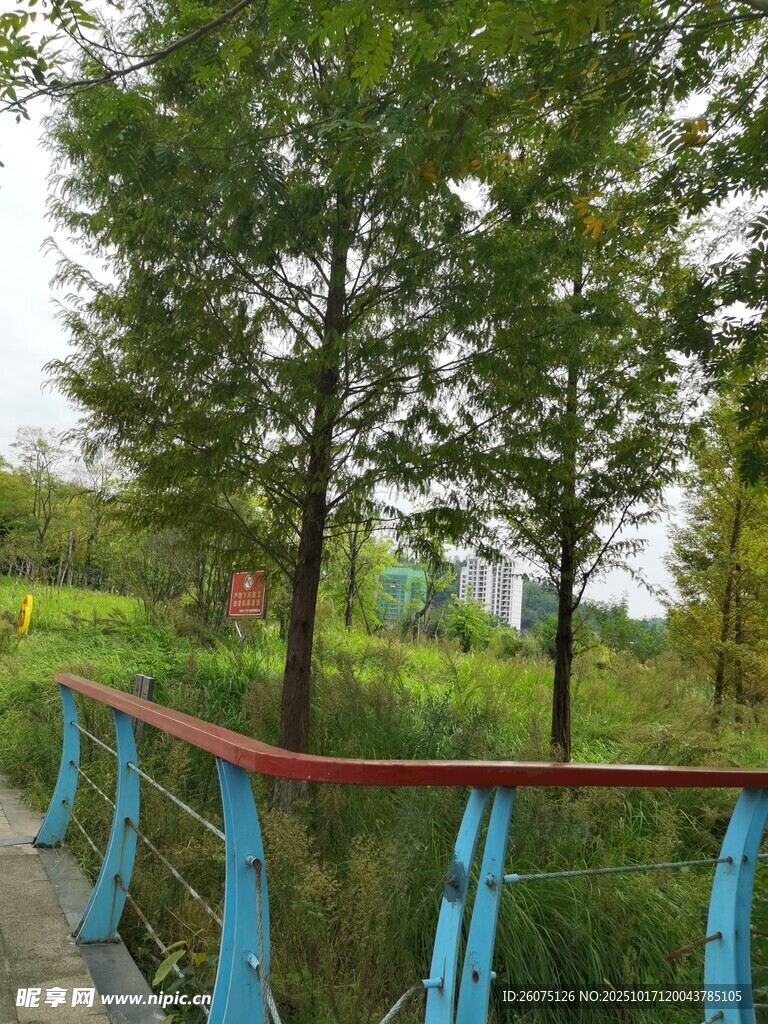 林间蓝栏杆步道风景