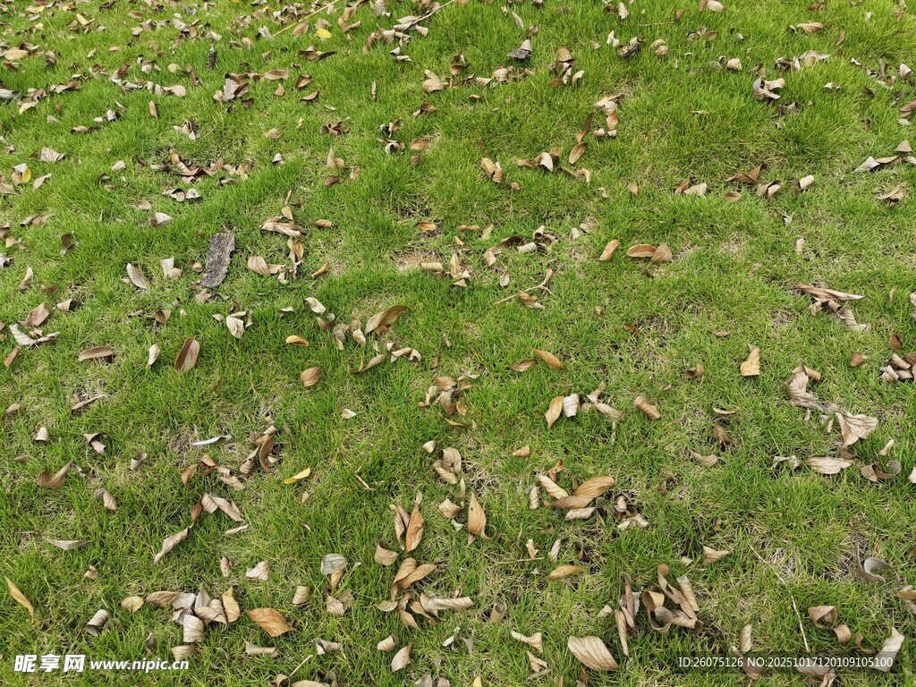 草地上散落的枯黄树叶