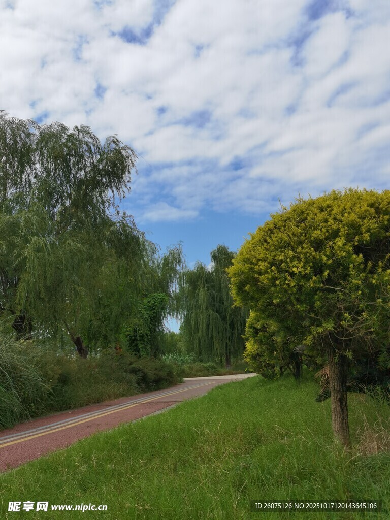 乡村小路旁的葱郁绿植
