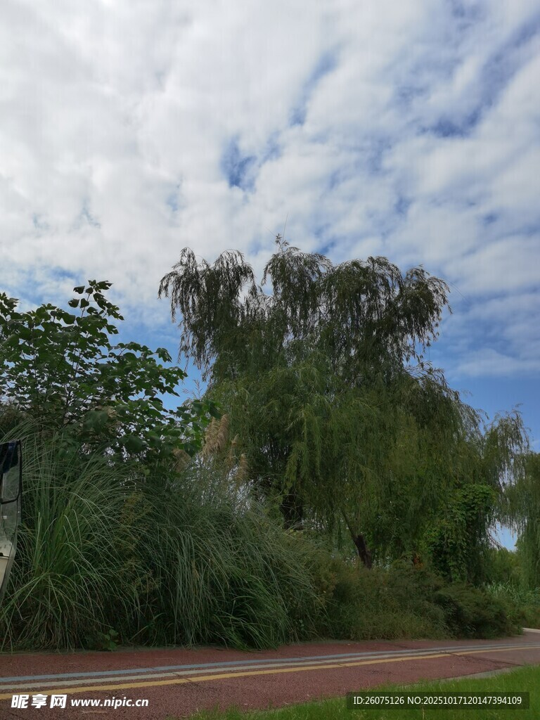 户外葱郁绿植与蓝天白云