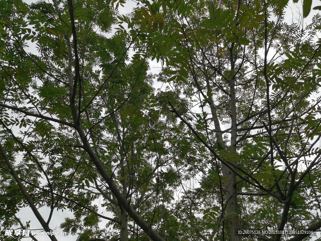 繁茂枝叶间的绿意景致