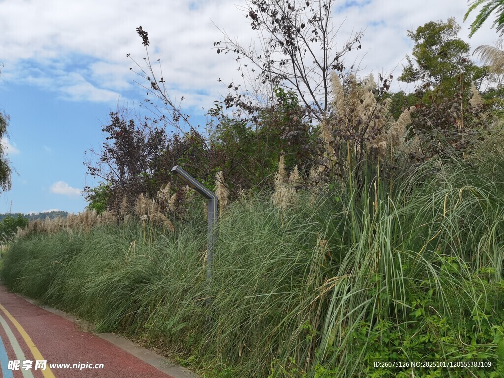 路边繁茂绿植与彩色道路