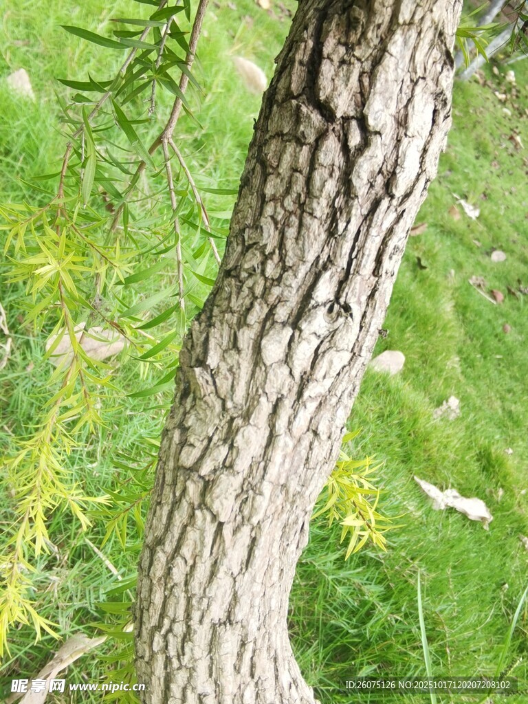 树干特写绿意环绕
