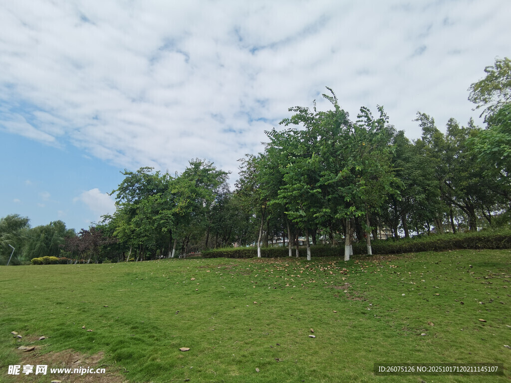绿意盎然的户外草地风景