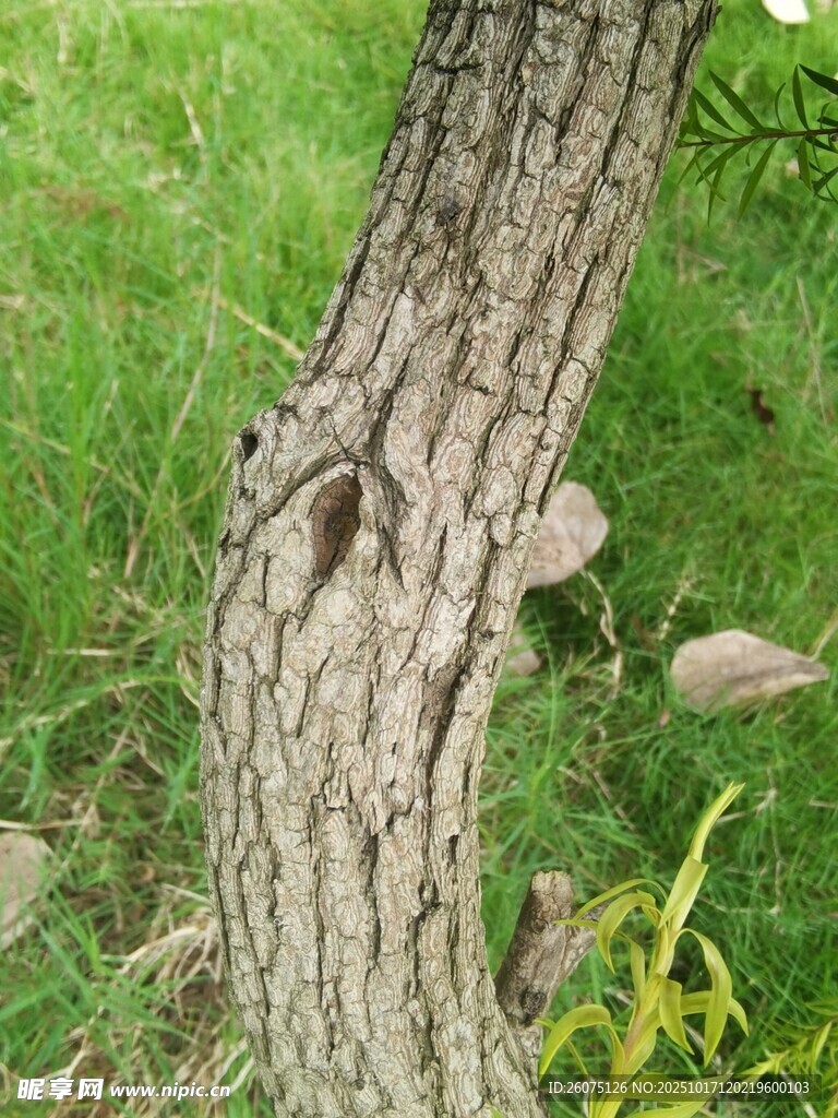树干特写草地环绕