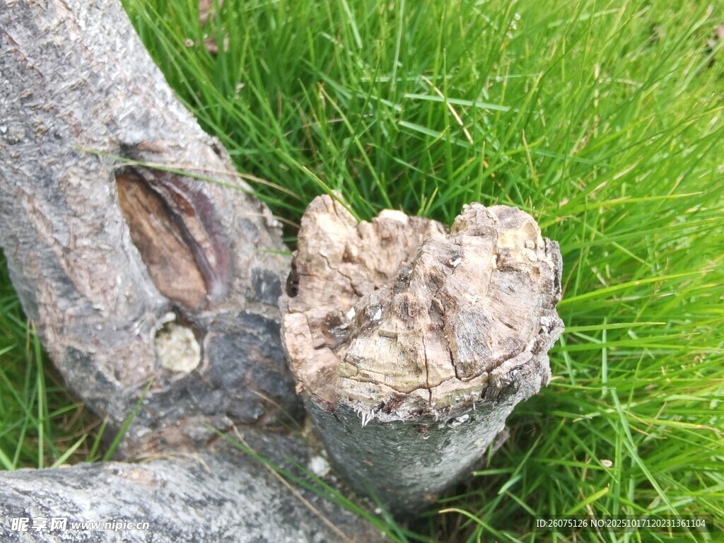 树桩上的奇特菌类