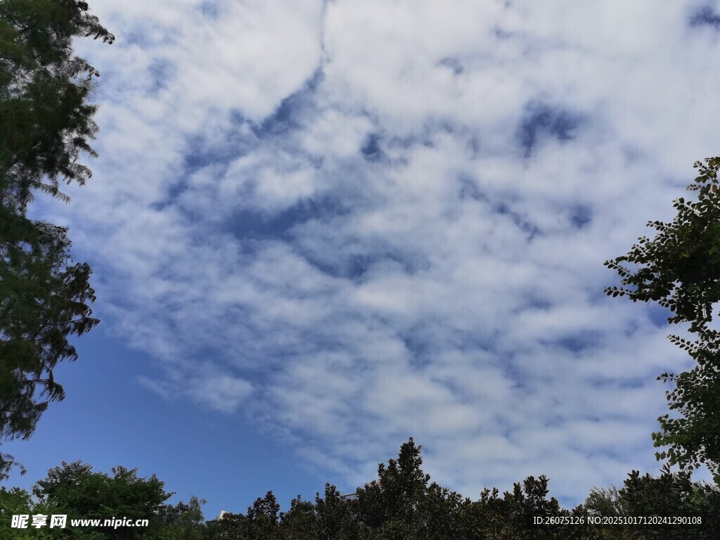 蓝天白云下的树梢风景