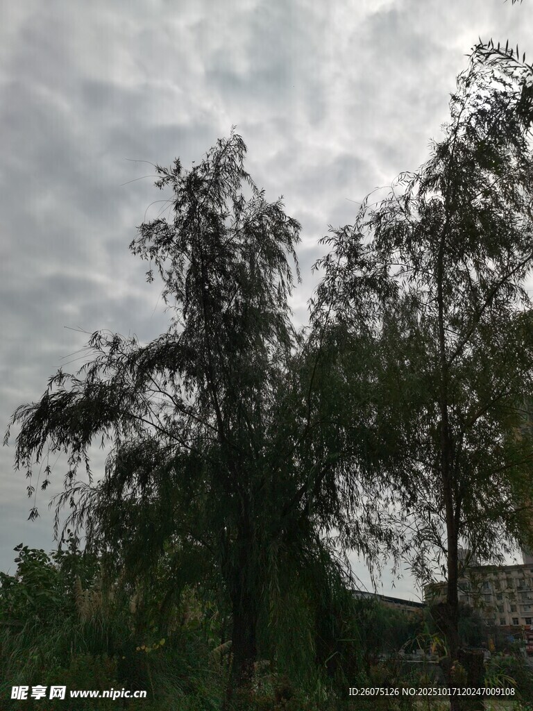 阴天中的葱郁树木