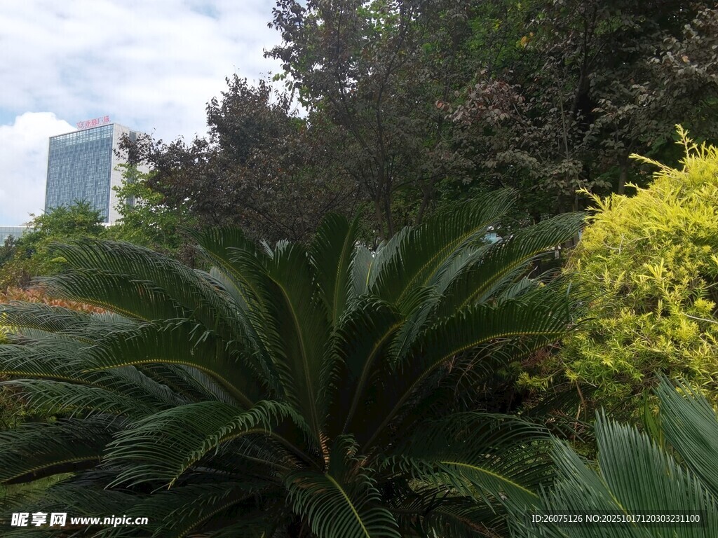 城市中的多样绿植景观