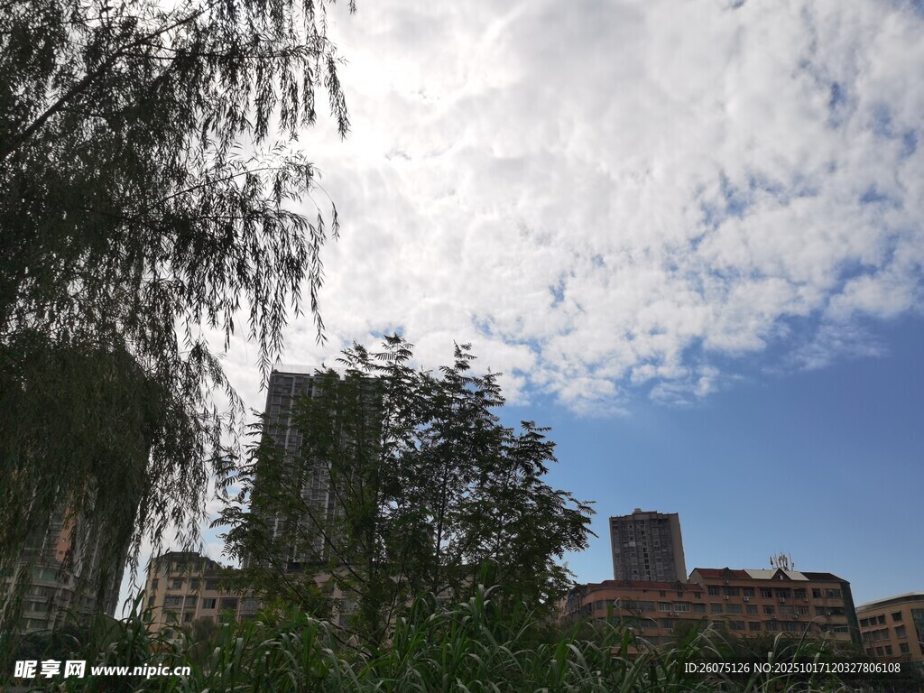 蓝天绿树间的城市景致