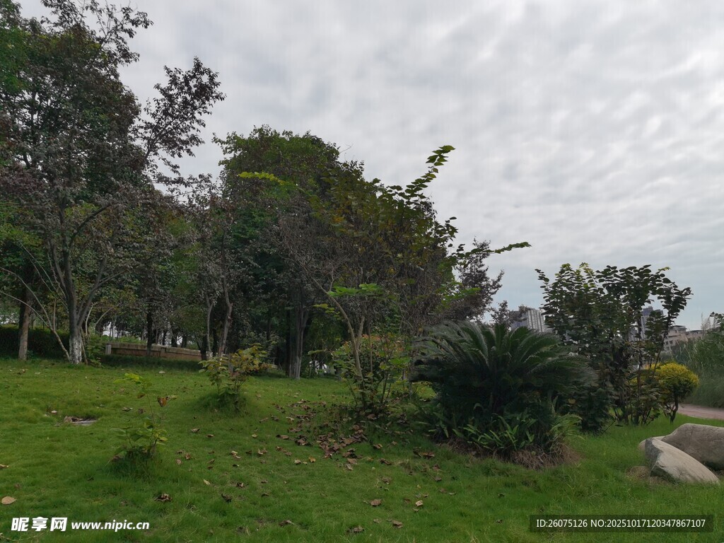 绿意盎然的户外风景