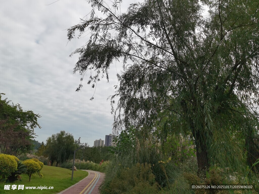 林间蜿蜒小路自然景致