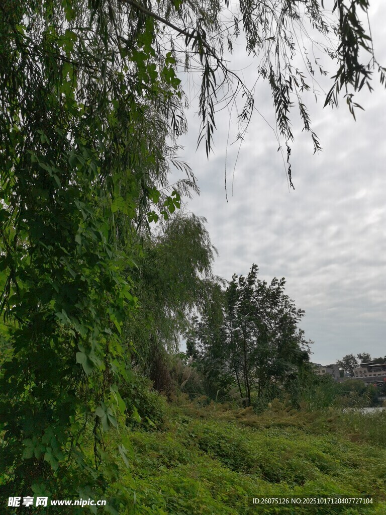 绿意盎然的户外自然景致