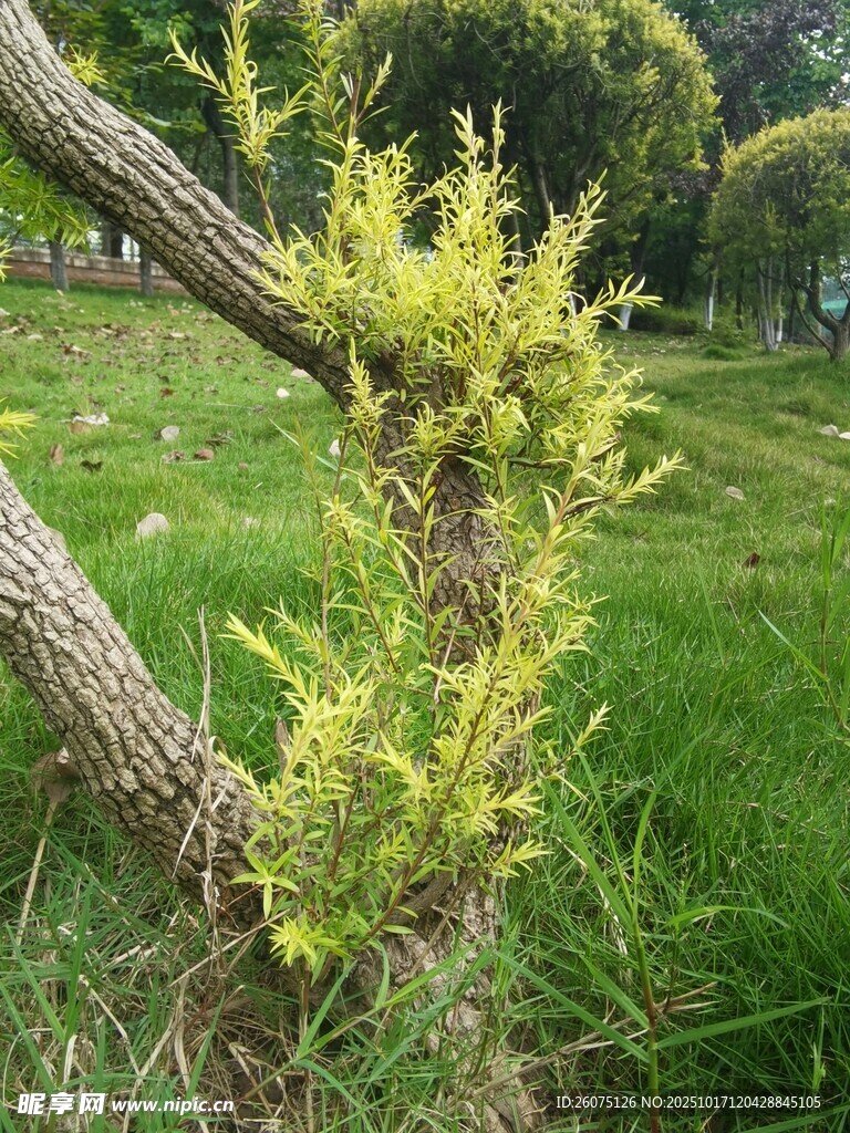 嫩绿新枝从树干旁生长
