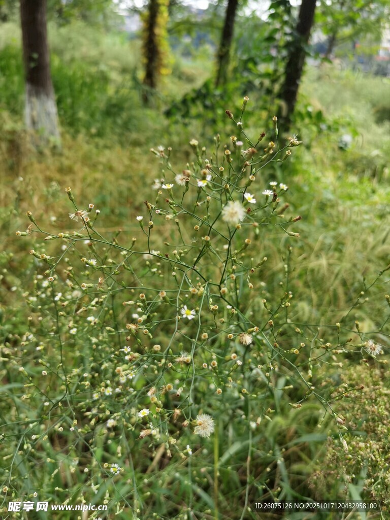 林间草地绿意盎然的自然景