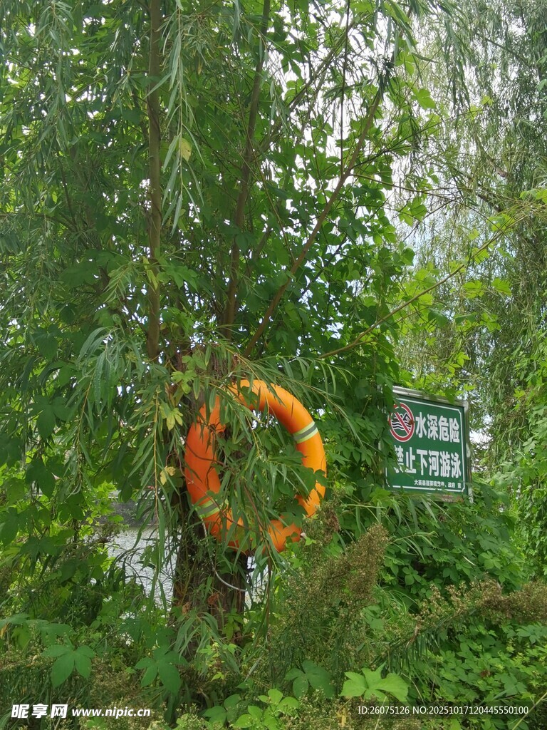 林间悬挂的橙色救生圈
