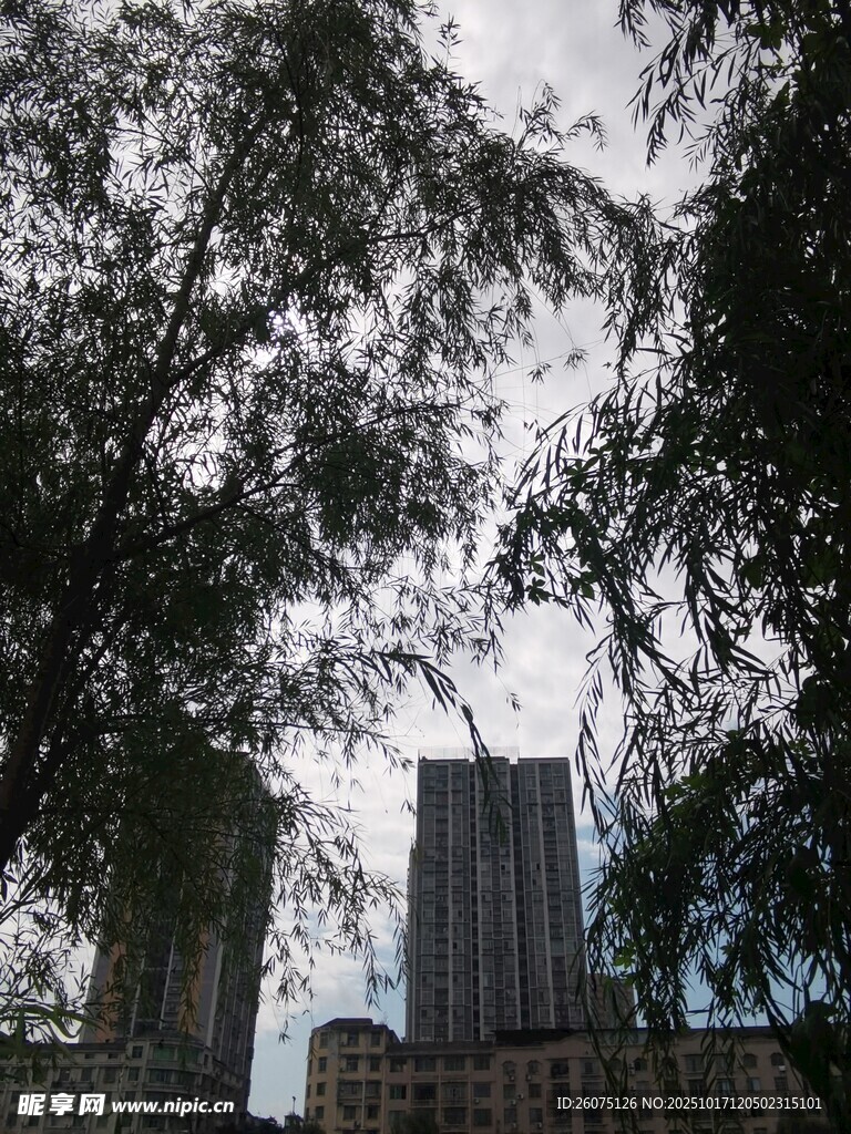 透过枝叶望城市高楼