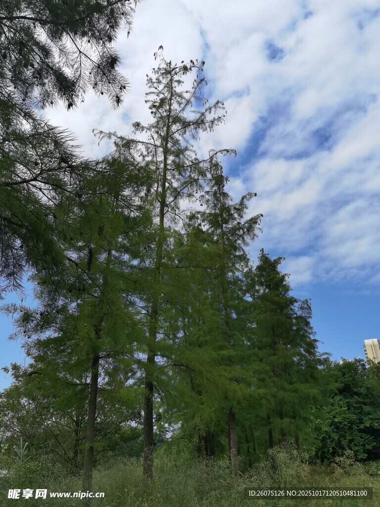 蓝天白云下的葱郁树林