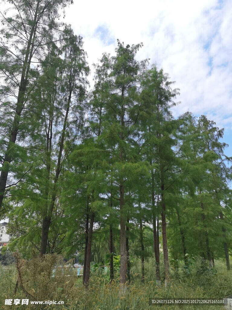 茂密树林中的挺拔树木