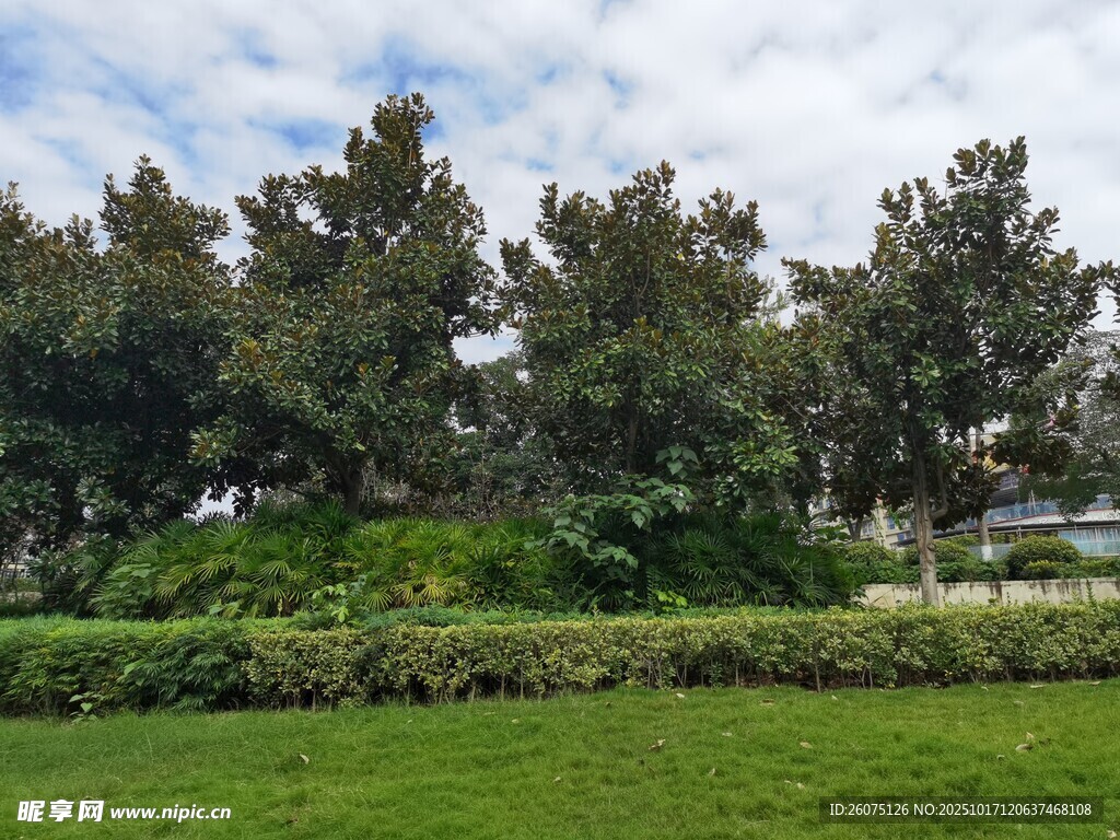 绿意盎然的户外风景
