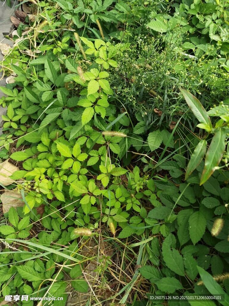 繁茂绿植的生机景象