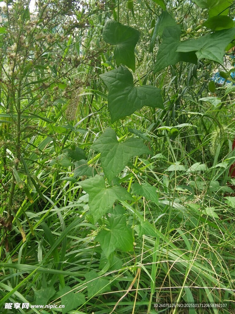 繁茂的绿色植物景观