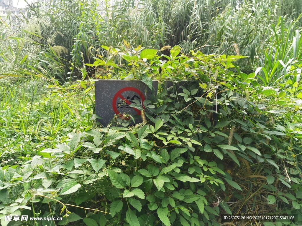 草丛中的神秘红色物件