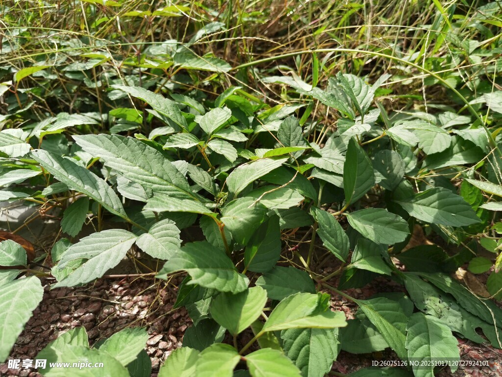绿叶繁茂的植物景观