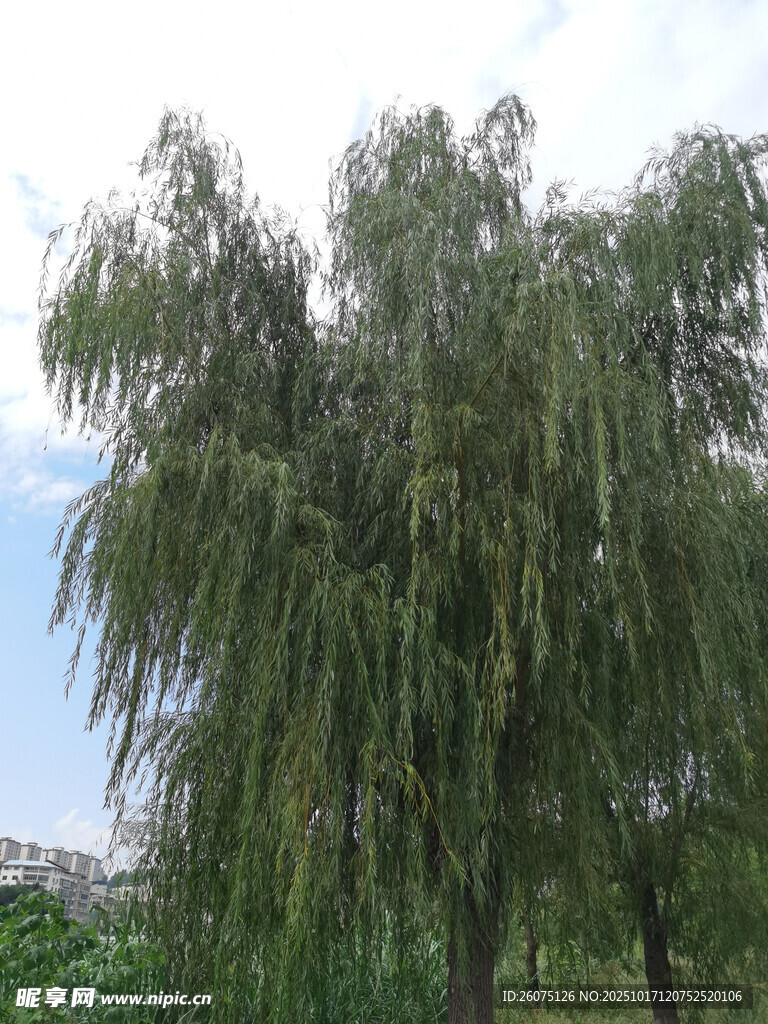 湖畔垂柳