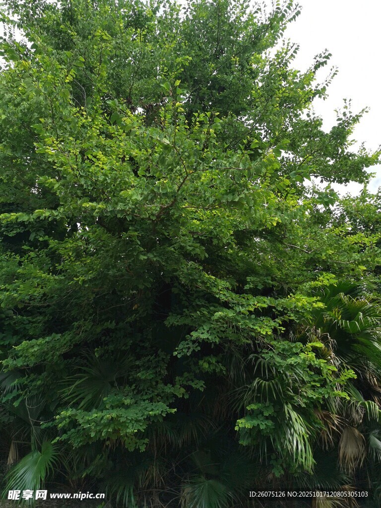 茂盛绿植景观