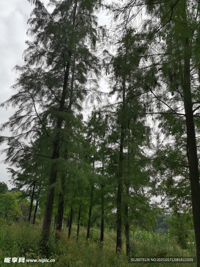 林间挺拔树木绿意盎然