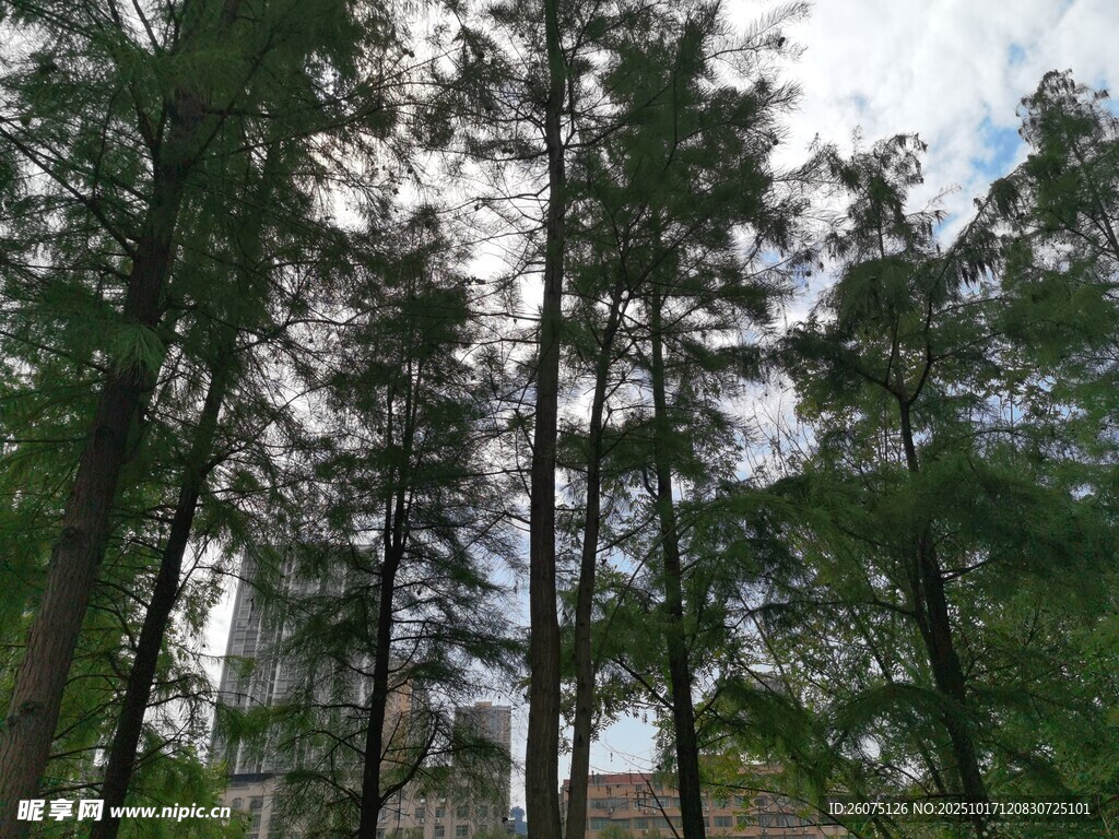 高耸入云的茂密树林