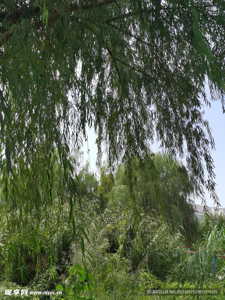 垂柳下的葱郁绿植景观