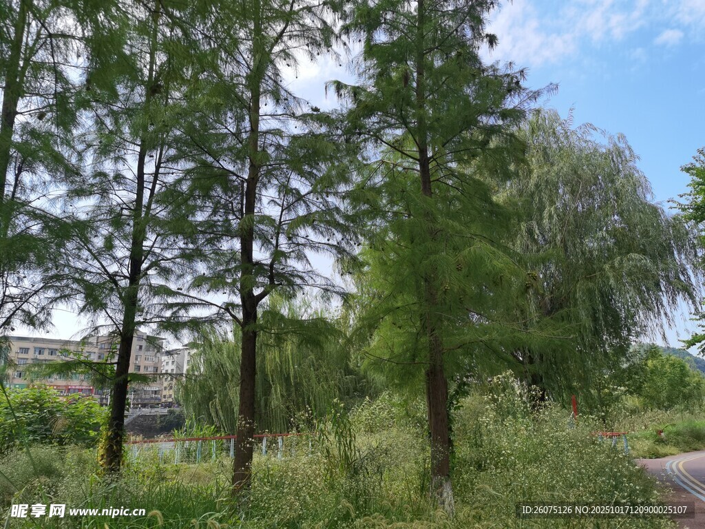 乡村林间小道风景