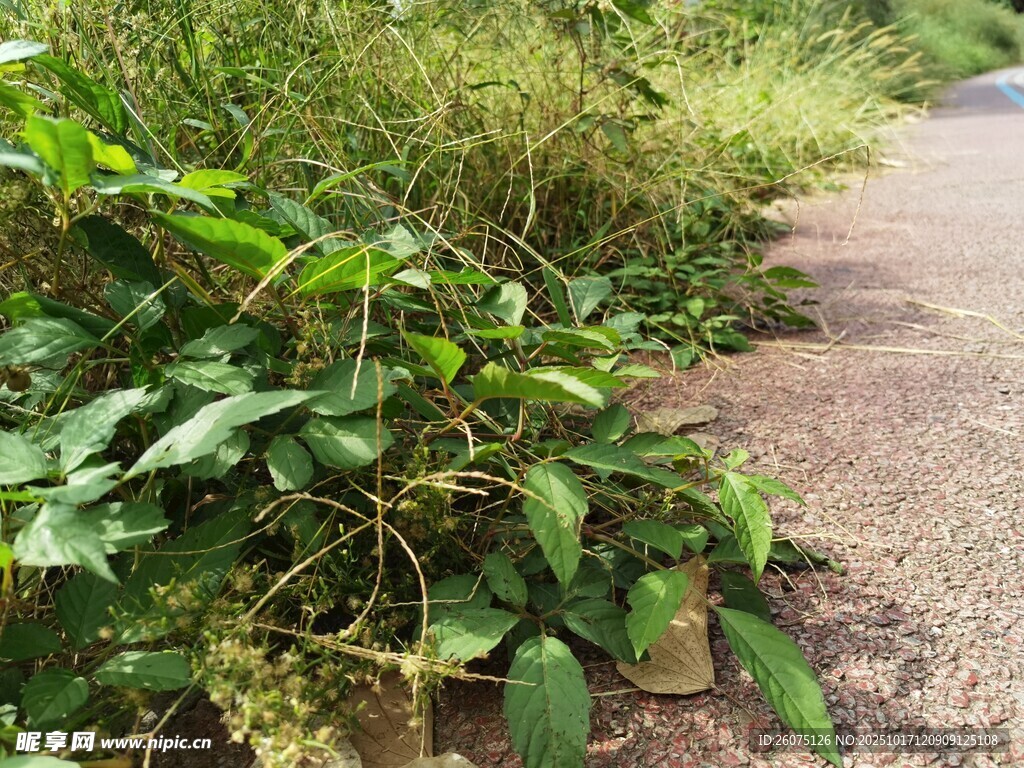 路边繁茂绿植景观