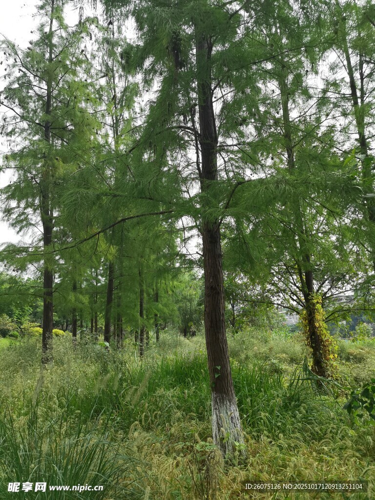 林间葱郁树木与繁茂草地