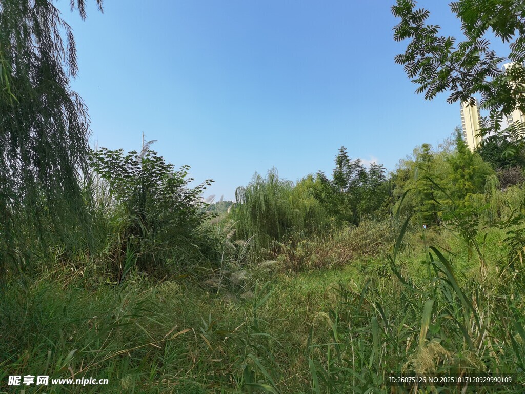 野外绿植蓝天自然景象
